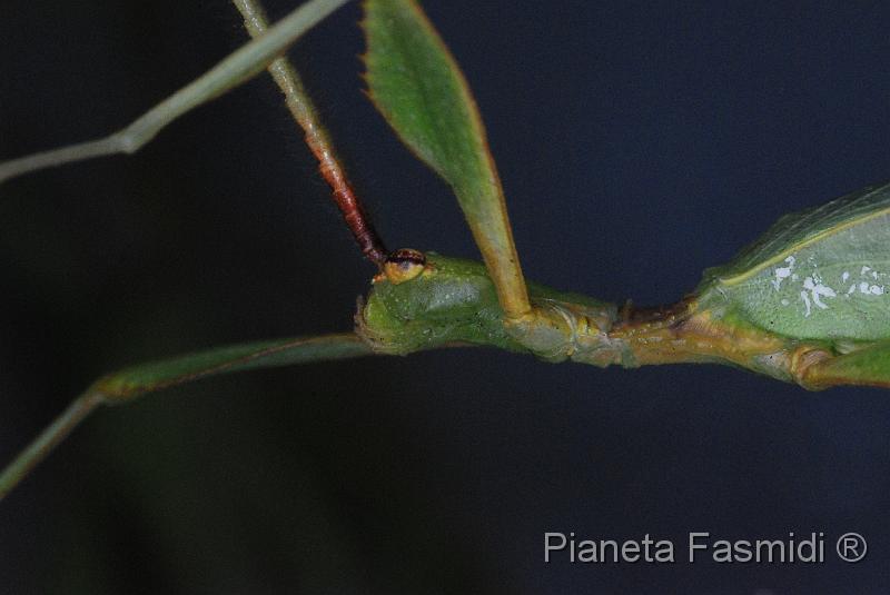 Phyllium siccifolium M 02.JPG